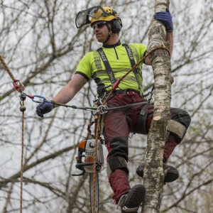 Arborist