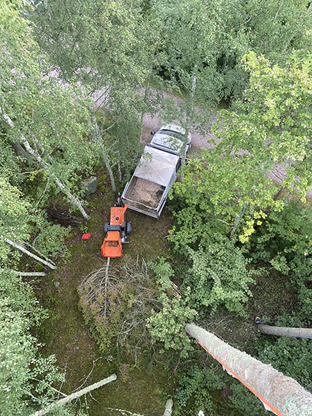 Arborist på hög höjd