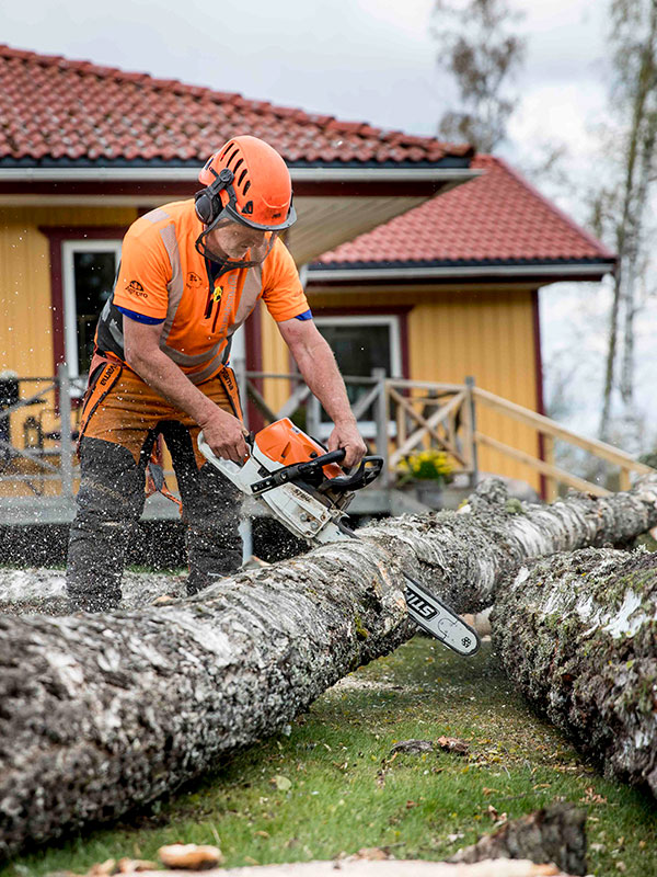 David sågar upp en björk