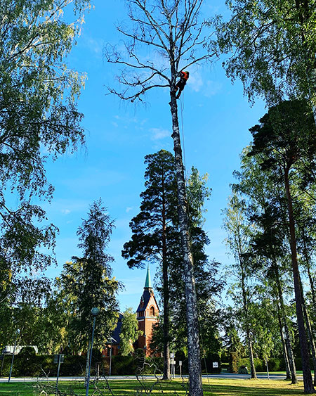 Arborist i träd framför kyrka