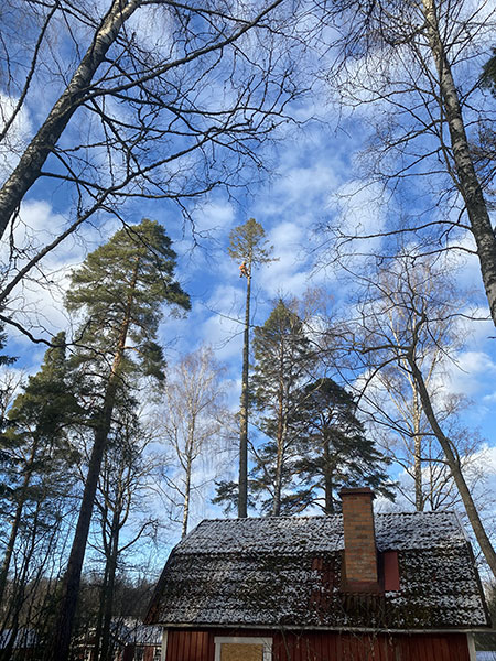 Arborist högt upp i träd