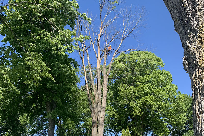 Arborist högt upp i träd