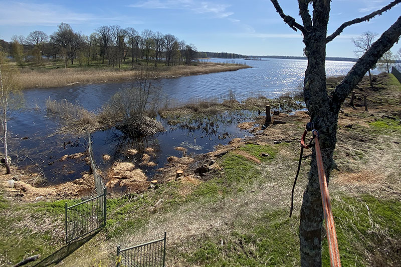 Sol över vatten arborist i träd