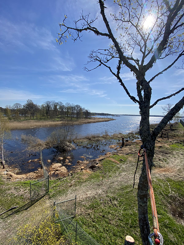 Sol över arborist i träd