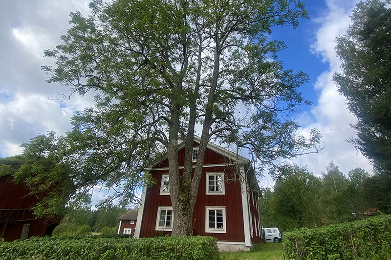 Träd framför röd stuga