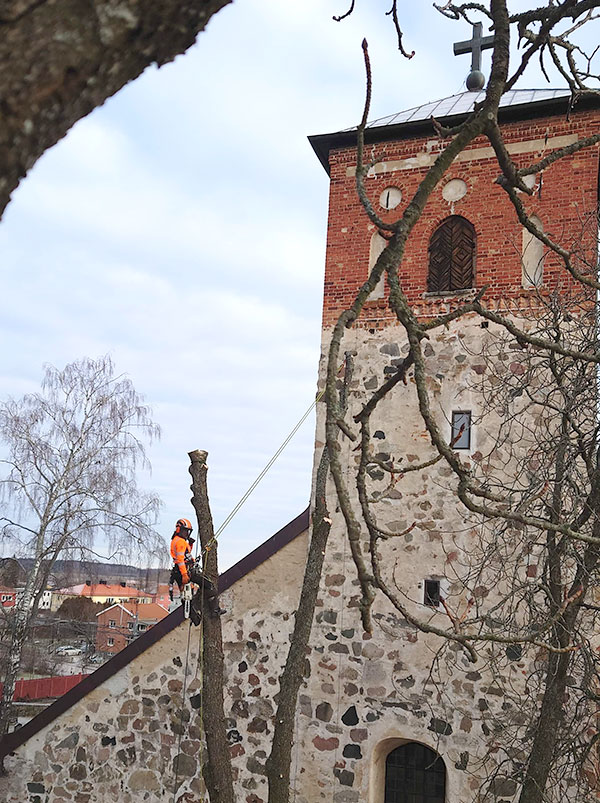 Arborist hänger i träd framför kyrka