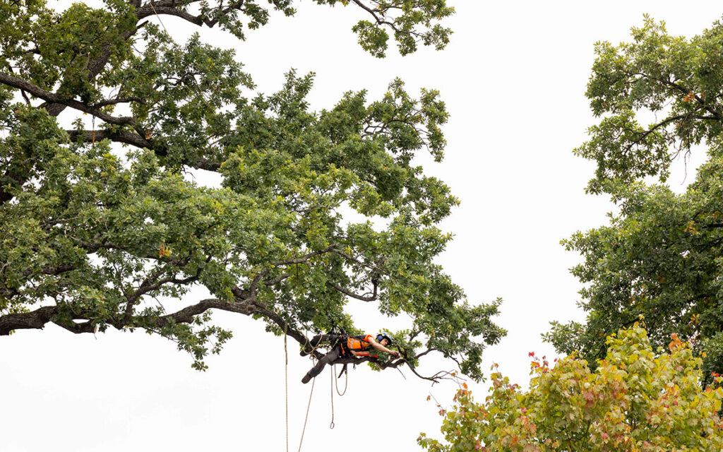 Arborist beskär träd