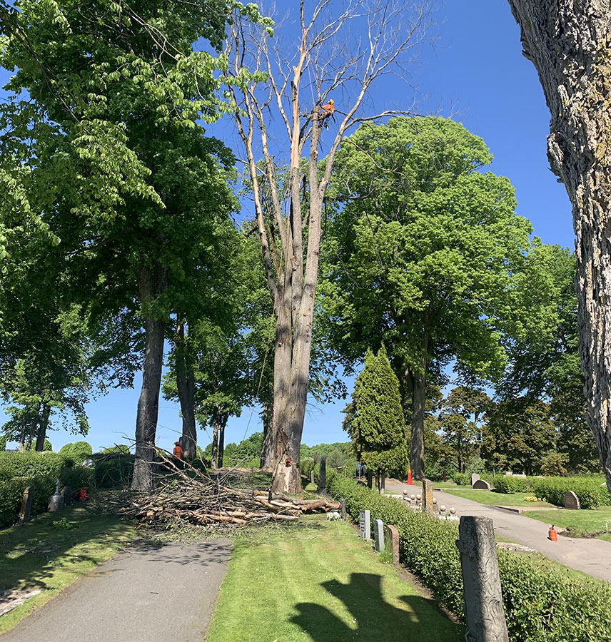 Arborister arbetar på kyrkogård